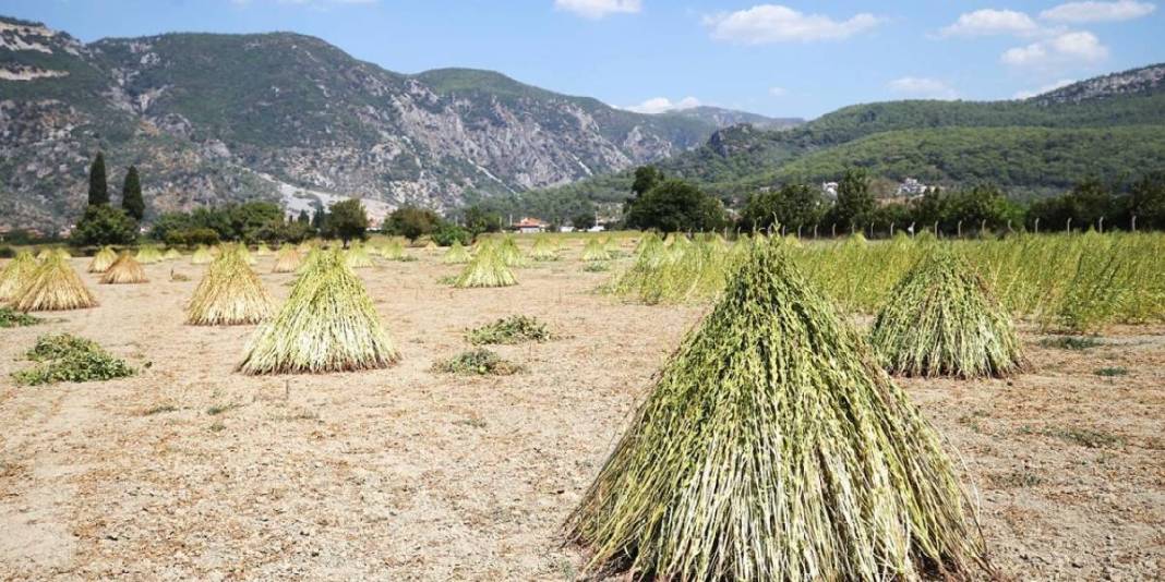 ‘Deli Memet’ esiyor, getirdiği iyot aromasını kazandırıyor! Hem makine hem el gücü: Bu hasat üreticiyi mutlu ediyor 7